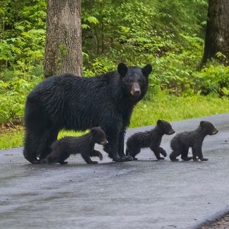 Heavenly Bear, Hot Tub, 1089 Of Free Attraction Tickets For Each Paid Day, Dollywood And More Sevierville Exterior photo